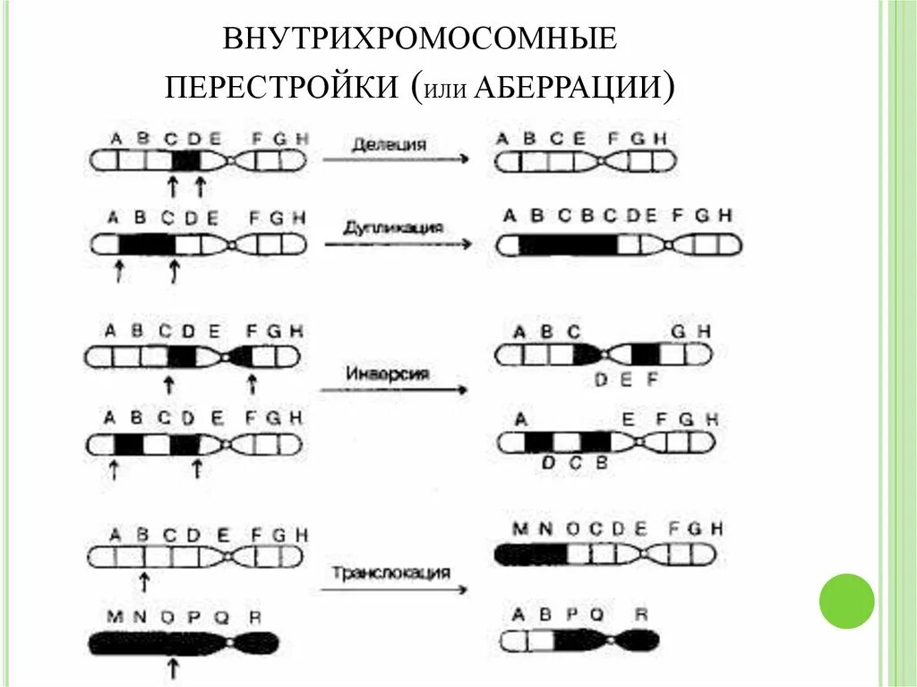 Хромосомные мутации схема. Хромосомные аберрации схема. Хромосомные мутации делеция. Хромосомные мутации аберрации перестройки. Удвоение генов в хромосоме