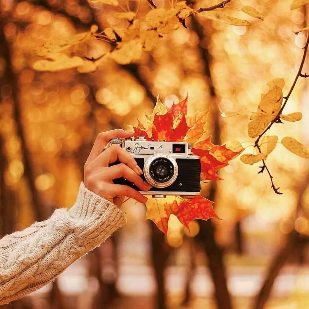 Осень пора. Фотоаппарат осень. Фотоаппарат осенью. Фотоаппарат в листве. Фотоаппарат в осенней листве.