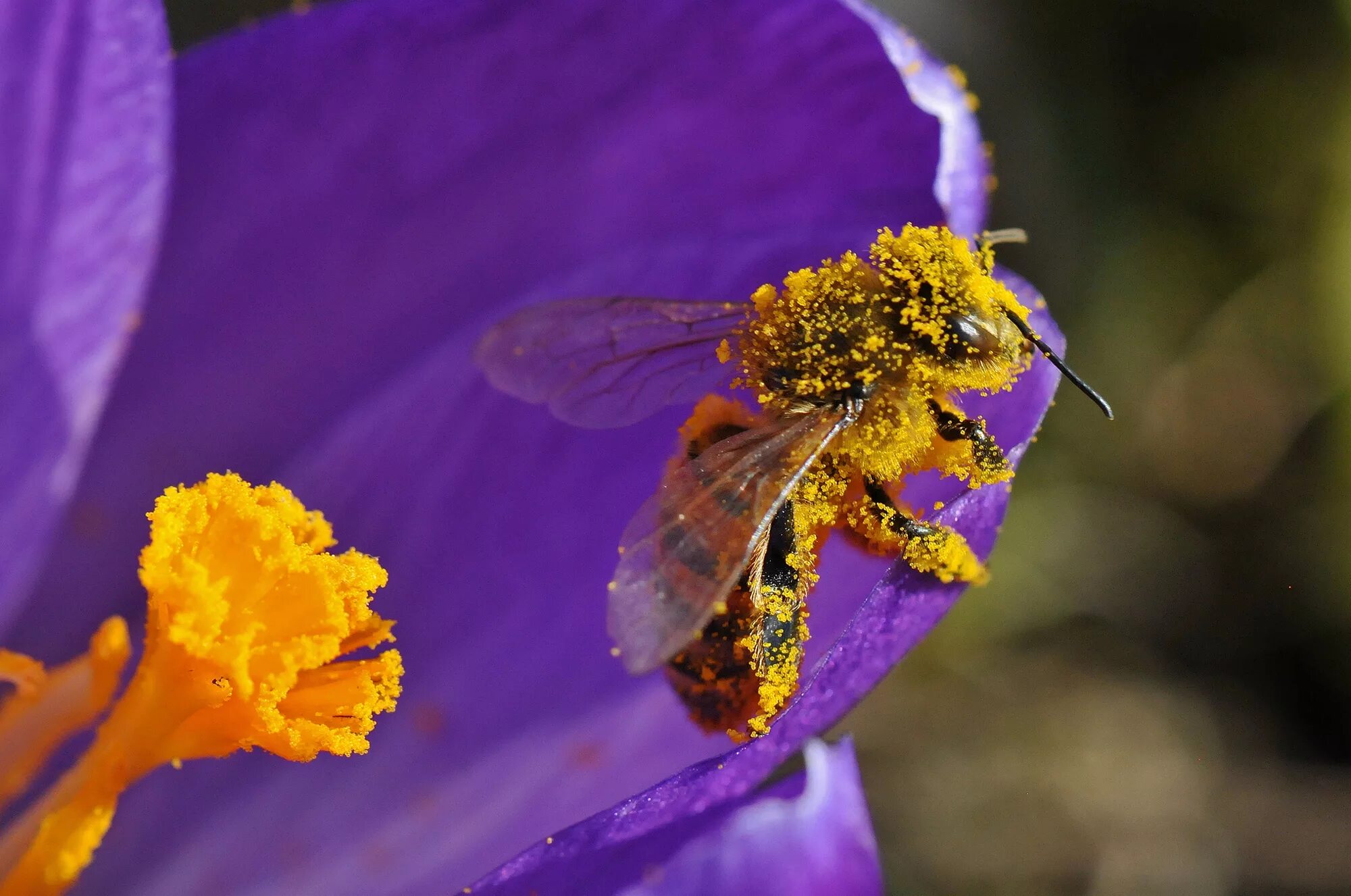 Собирает нектар и пыльцу. Пчелиная пыльца (Bee pollen). Пчелы опыляют растения. Пчелы пыльца опыление. Пчела на цветке.