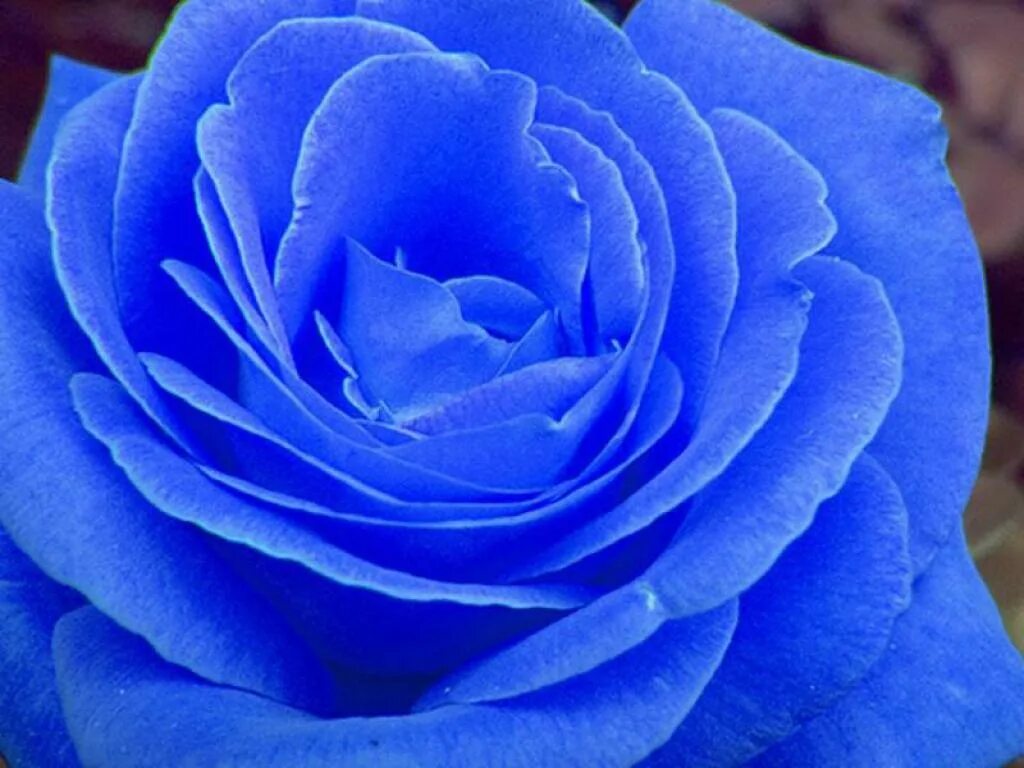 Синий самый любимый цвет. Голубые розы Сантори. Камелия голубая. Камелия кустовая синяя.