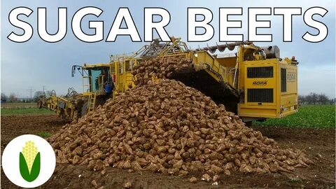 Сахарная свекла площади
