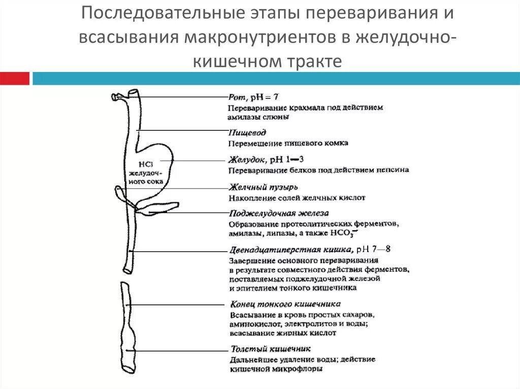 Процессы пищеварения отделы пищеварительного канала. Этапы переваривания пищи в желудочно-кишечном тракте. Всасывание пищевых веществ в различных отделах ЖКТ.. Отделы пищеварительной системы что всасывается. Схема последовательности пищеварительного тракта.