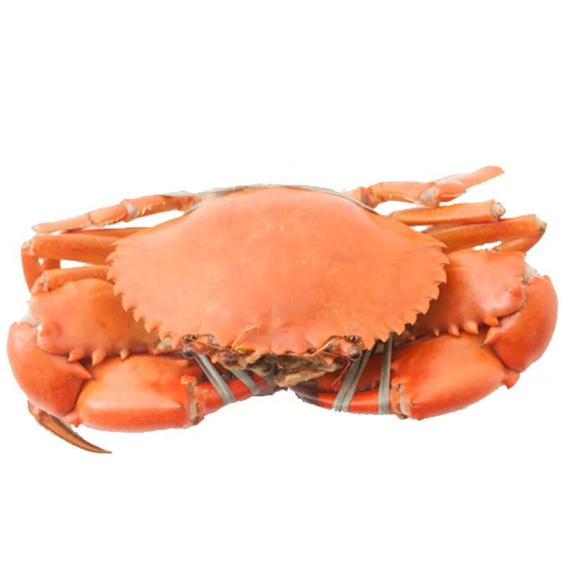 крабика яблоновский