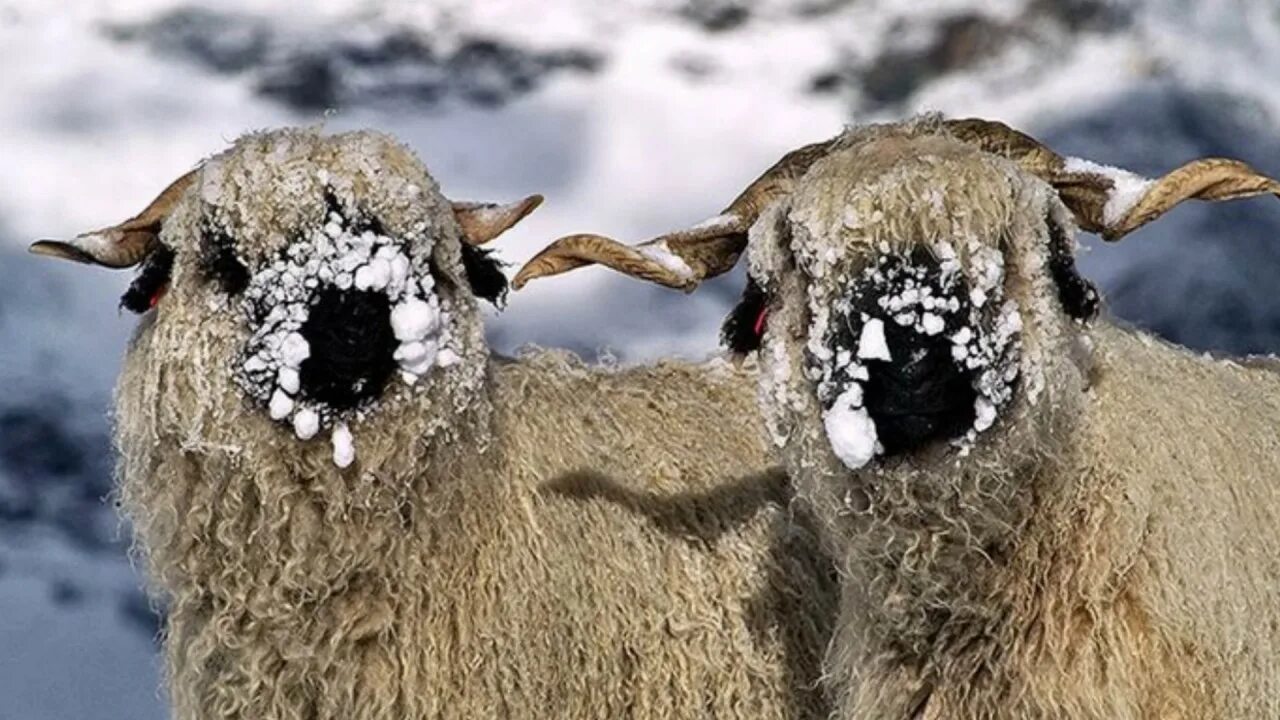 Баран фото. Калифорнийская красная овца. Отара овец. Среднеазиатские овцы. Валдайская овца.