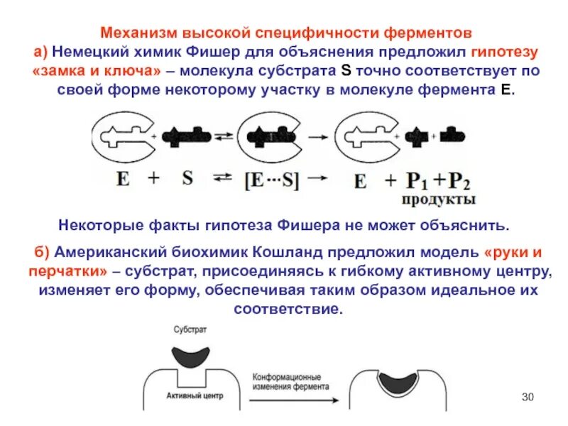 Молекула фермента. Специфичность действия ферментов биохимия. Теории специфичности ферментов. Теория Фишера ключ-замок.