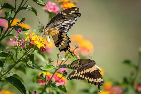 Two flowers