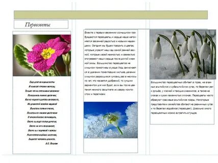 Буклет берегите первоцветы