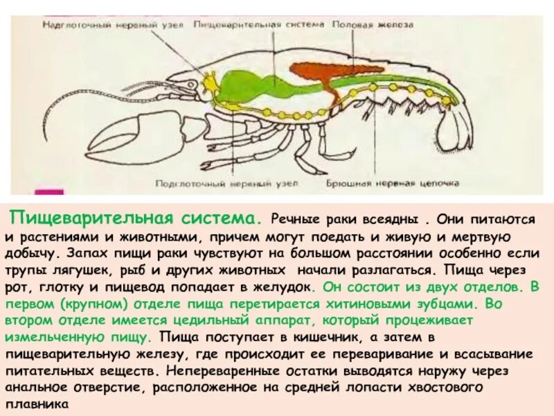 К какой системе относится зеленая железа. Пищеварительная система ракообразных 7 класс. Пищеварительная система членистоногих. Пищеварительная система членистоногих ракообразных. Пищеварительной система членистоногих биология 7 класс.