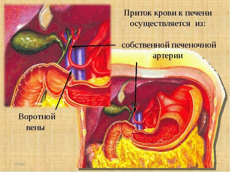 Кровотечение из носа при циррозе печени. Кровотечение печени. Кровотечение при циррозе печени. Кровотечение из пищевода. Кровоточивость при циррозе печени.
