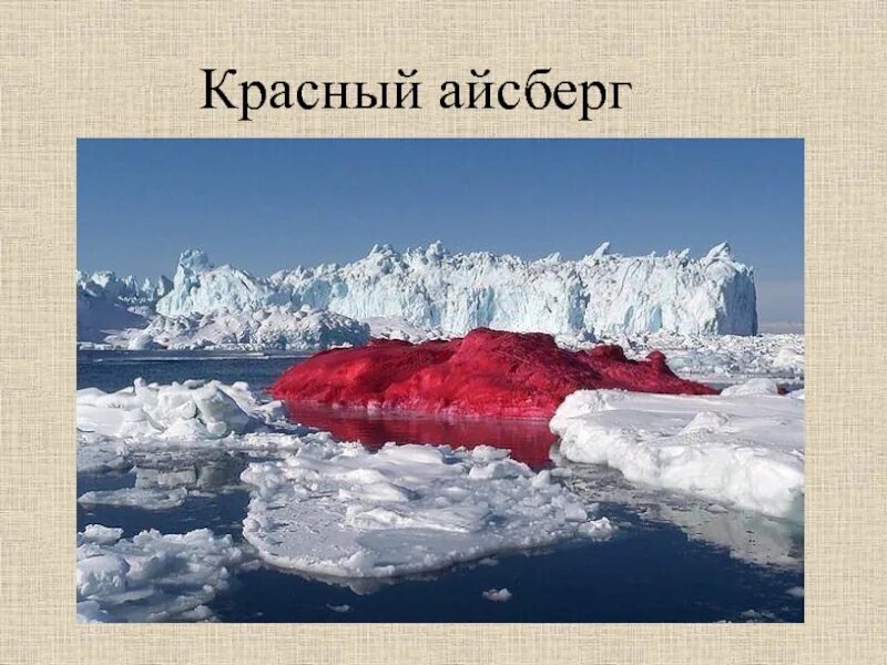 Водоросль хламидомонада снежная. Айсберги в арктическом заповеднике. Почему краснеет айсберг. Красный айсберг. Почему краснеет айсберг.