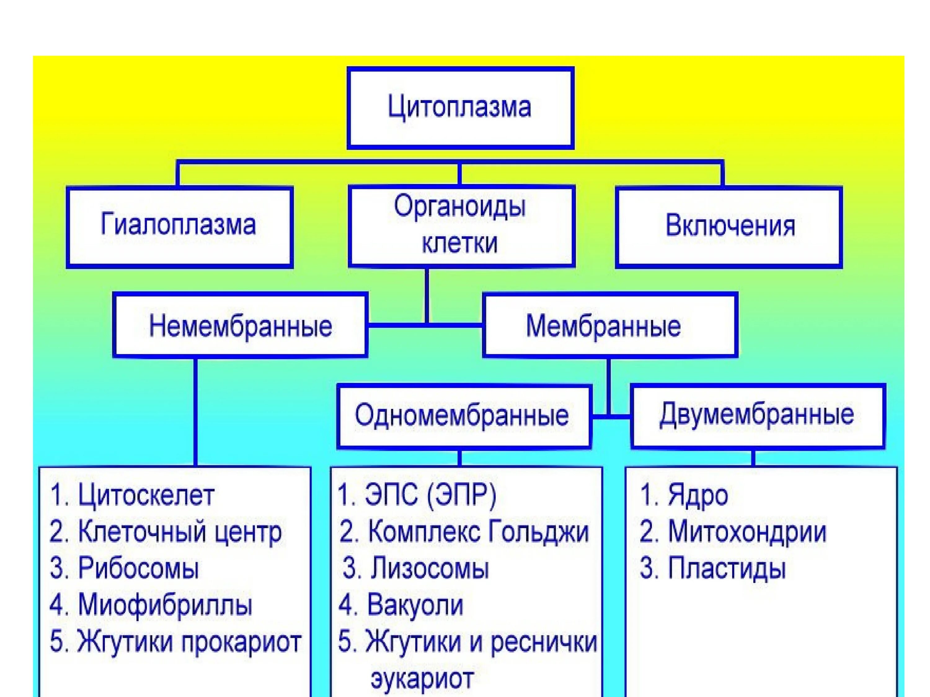 Мембранные и немембранные органоиды клетки. Немембранные органоиды клетки клеточный центр. Двумембранные одномембранные и немембранные органоиды таблица. Мембранные органоиды клетки классификация. Строение клеток мембранные органоиды