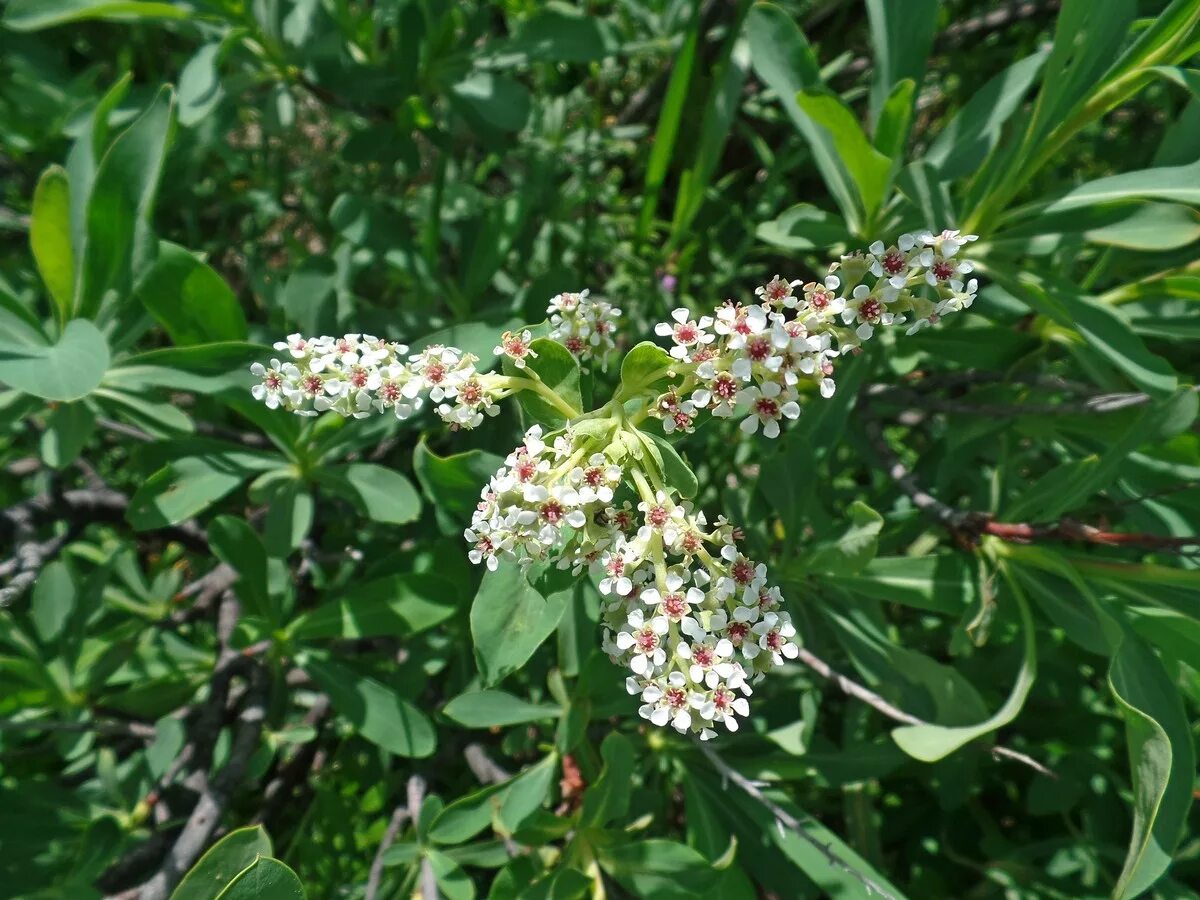 Sibiraea laevigata. Сибирка алтайская кустарник. Сибирка алтайская кустарник. Сибирка алтайская. Сибирка алтайская.