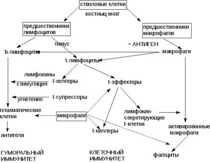 Иммунная система таблица