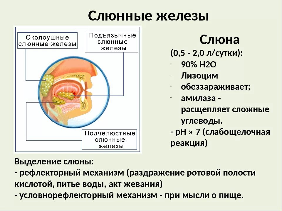 Слюна при уразе. Пищеварительный сок слюнных желез состав. Слюнные железы состоят. Слюнные железы состав слюны. Слюнные железы состав пищеварительного сока.