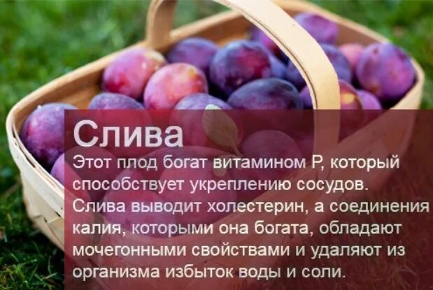 Проект сливай. Чем полезна слива. Слива полезные свойства.