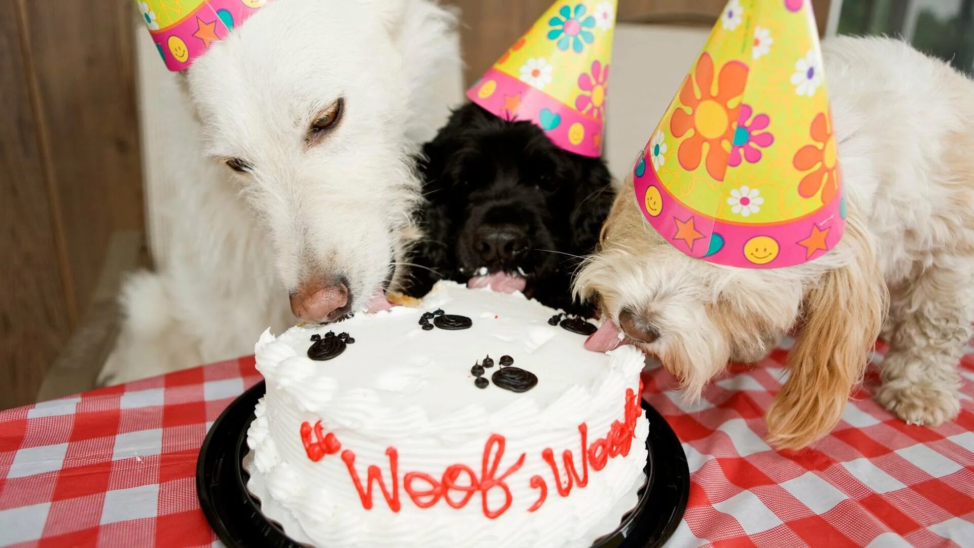 Пес день рождения макса. День рождения собаки. Собака с праздником. Праздники животных. Торт с собакой.