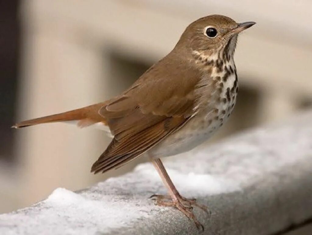 Род дроздовых. Дрозд-отшельник (Catharus guttatus). Дрозд отшельник фото. Bird (Hermit Thrush). Thrush.