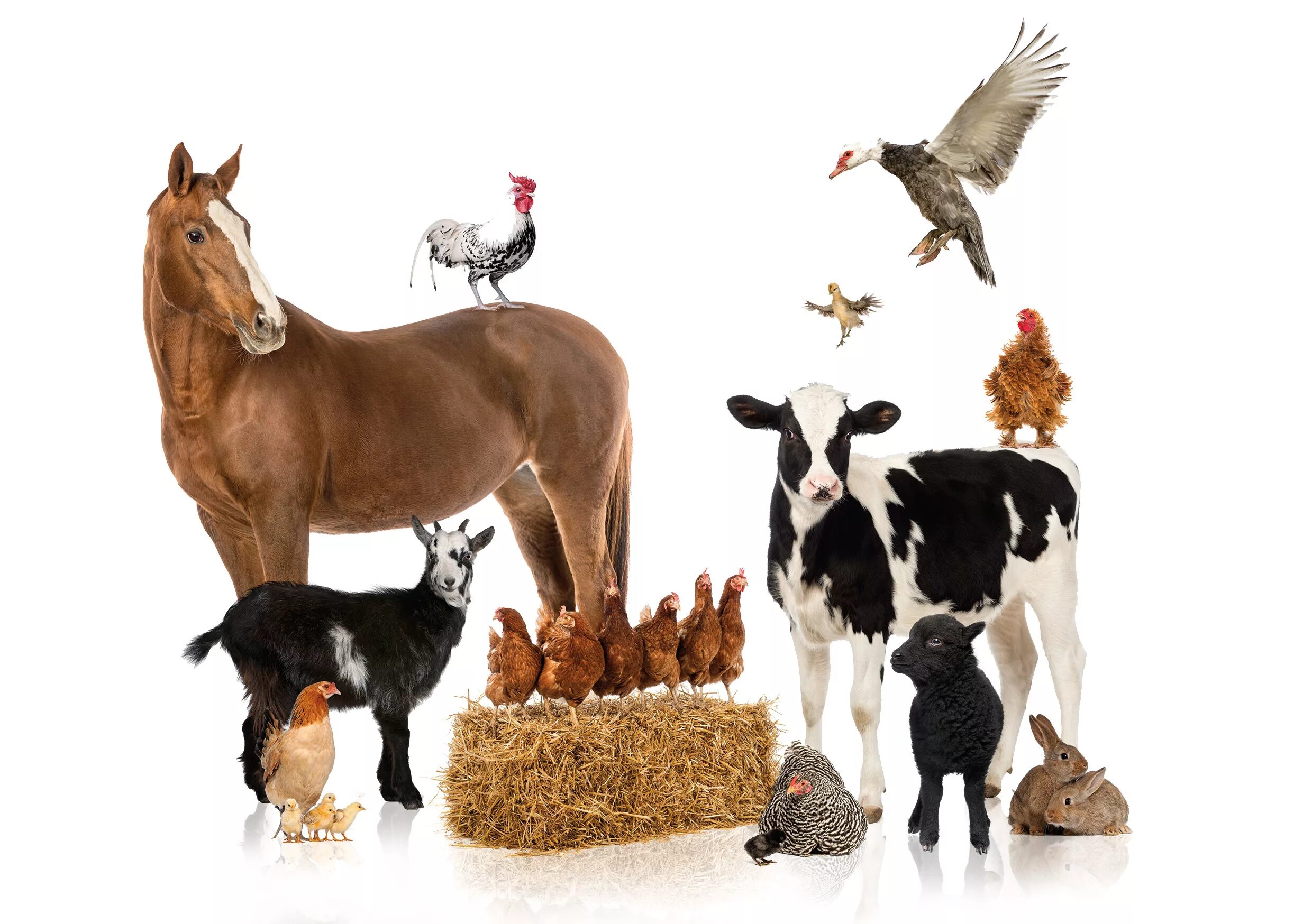 Лошади коровы и куры. Сельскохозяйственные животные. СХ животные. Животные на ферме. Деревенские животные.