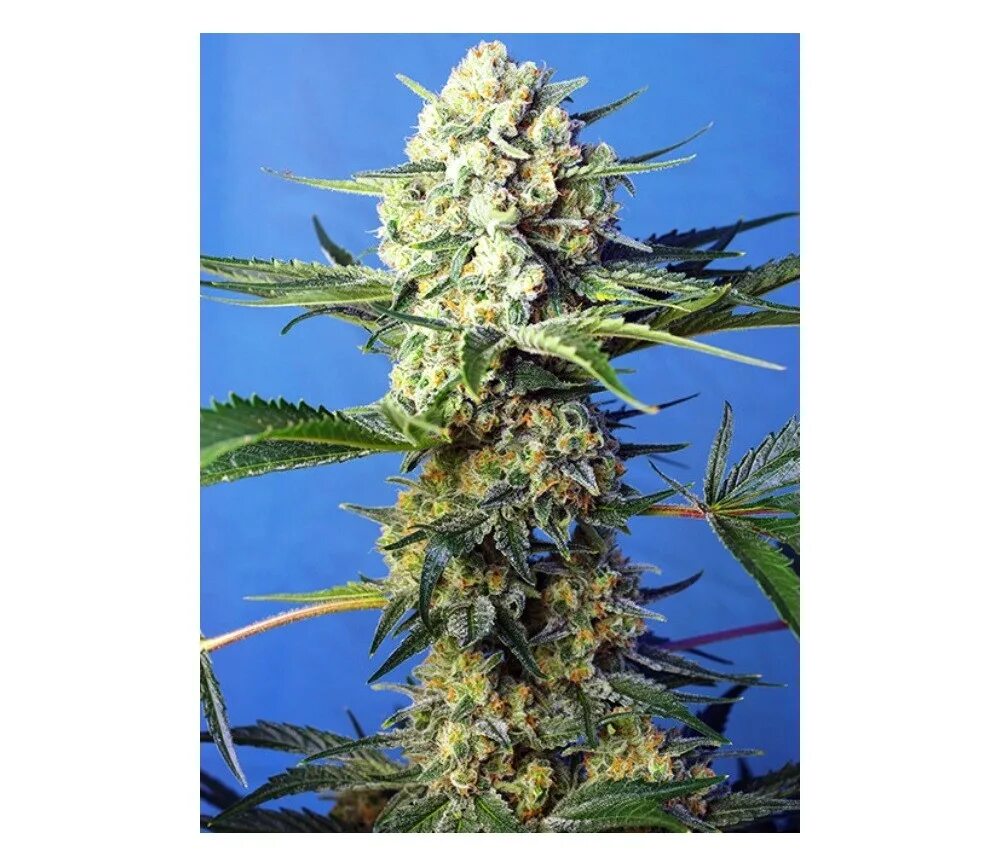 Кэнди f1. Мазар сорт травы. Сорт горилла. Семена сорта Wild Thailand fem World of Seeds. Cream-47-fem.