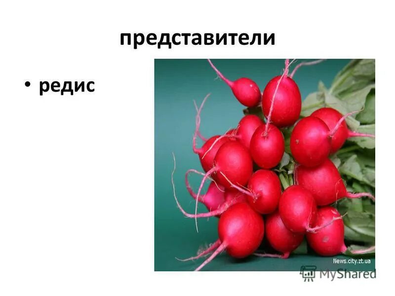 Лук и редис принадлежат одному семейству. Лук и редис принадлежат одному семейству