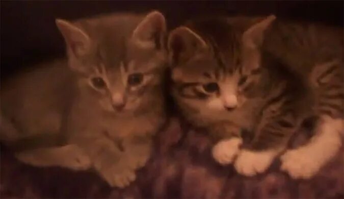 1 boy 2 kittens original