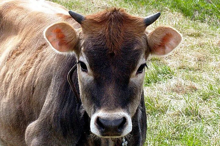 Телята породы швиц. Серый бычок. Швицкая порода бычков. Бычки породы швиц. Серый бычок.