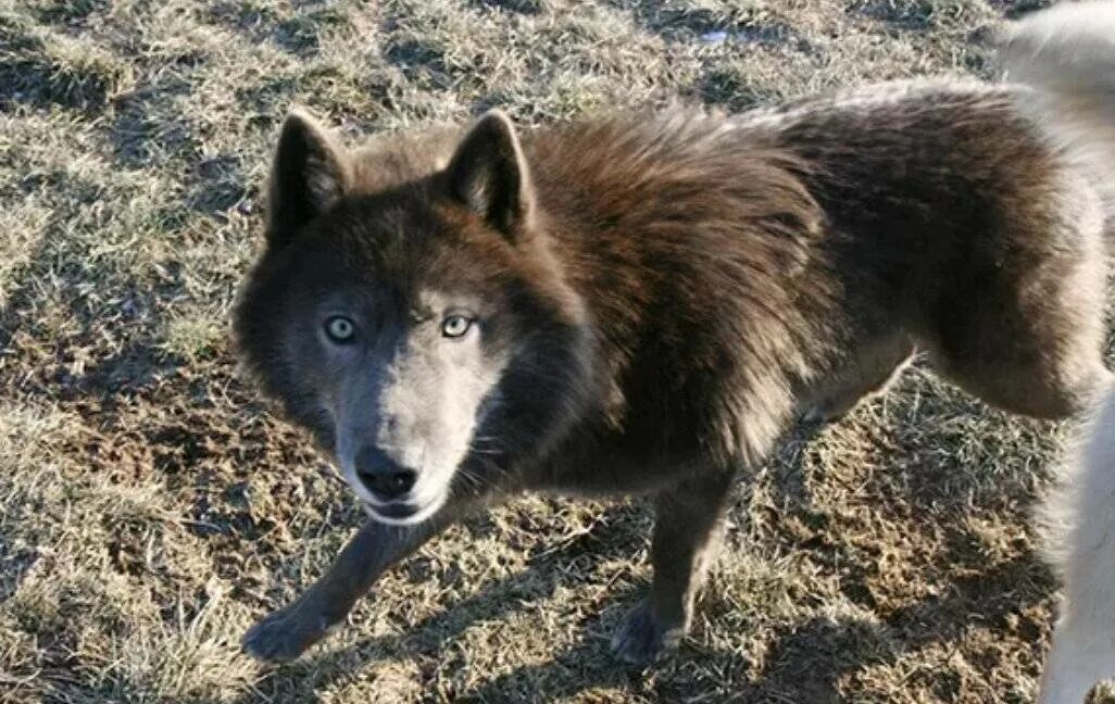 Волкособ гибрид волка. Чем отличить волка от собаки. Отличие волка от собаки. Чем волк похож на собаку. Чем волк похож на собаку.