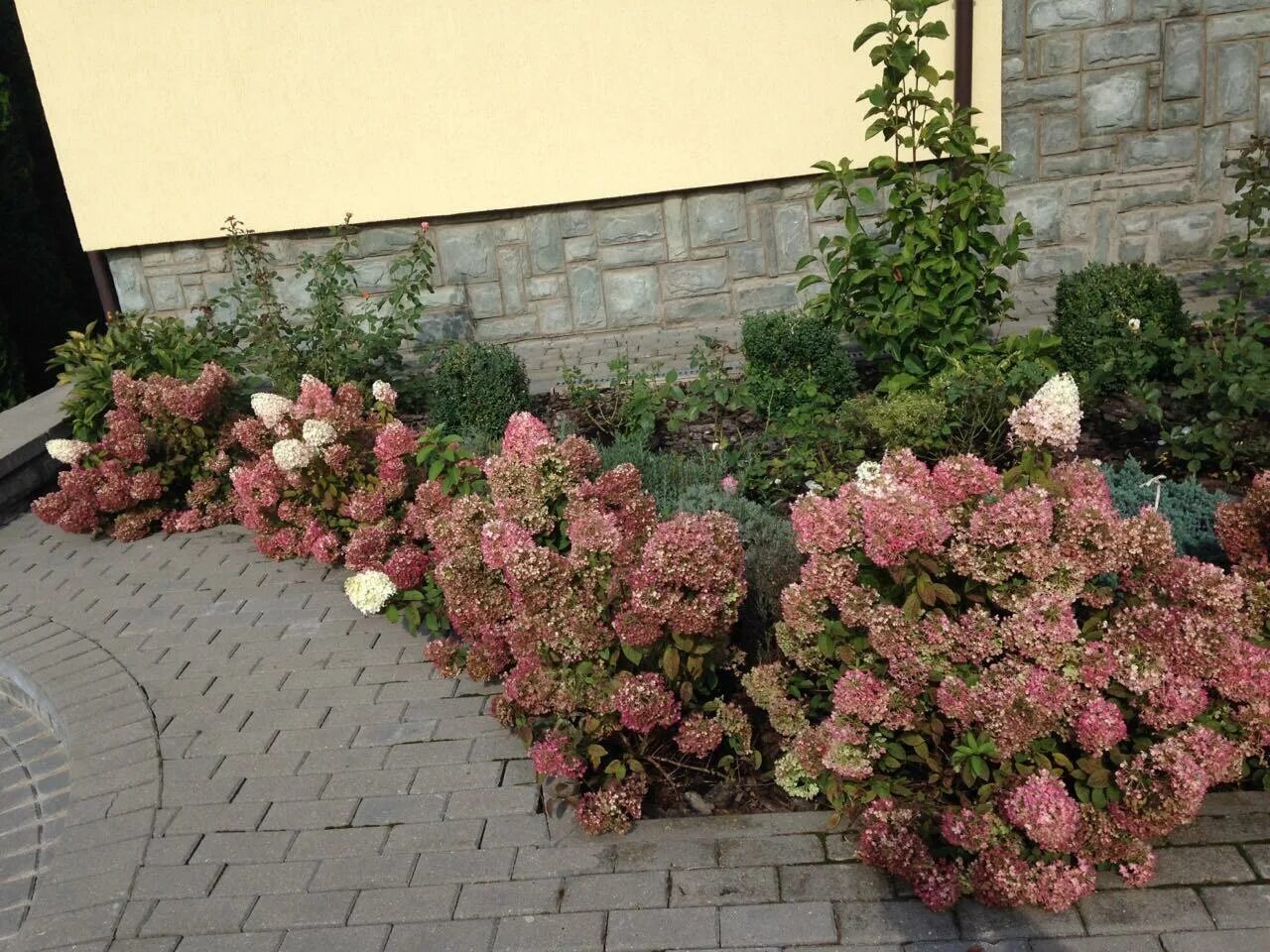 Panicle Hydrangeas For Small Gardens And Containers What Grows There :: Hugh Con