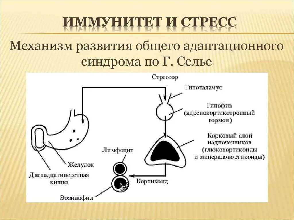 Реакция организма на гормоны. Механизмы развития адаптационного синдрома. Механизм развития общего адаптационного синдрома. Общий адаптационный синдром гормоны. Гормоны общего адаптационного синдрома стресса.