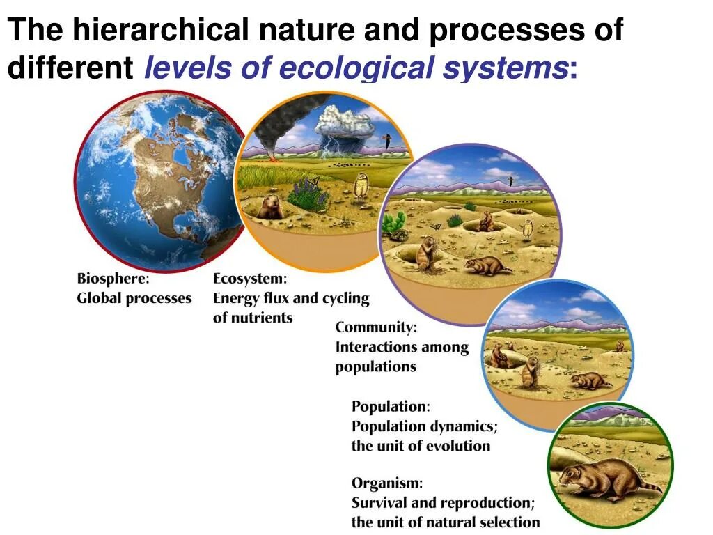 Biosphere ecosystem. Biosphere structure. What is ecology. Ecosystem in ecology. Nature units