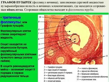 Фолликулы это что простыми словами