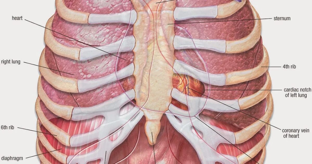 Анатомия грудной клетки человека с органами. Анатомия человека грудная клетка ребра. Грудная клетка ребра и легкие. Органы под правой грудью