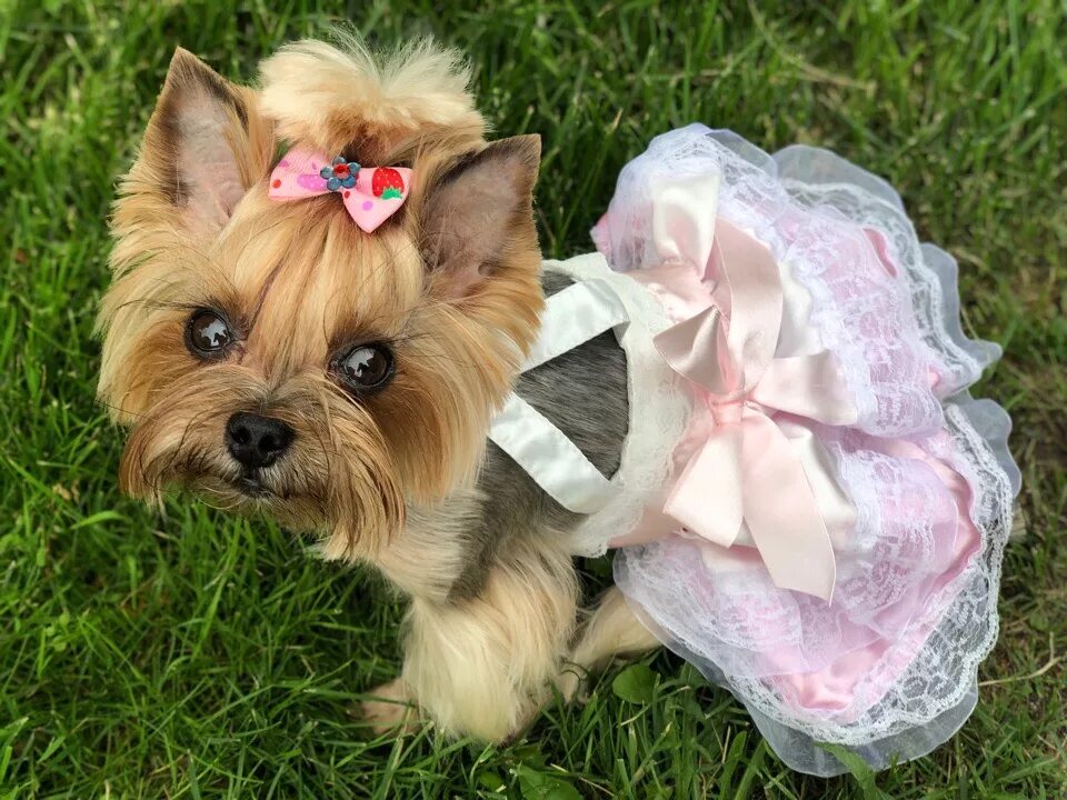 Настоящие собаки девочки. Черный йоркширский терьер. Йоркширский терьер ласковый. Платье для собак. Имена для йоркширского терьера.