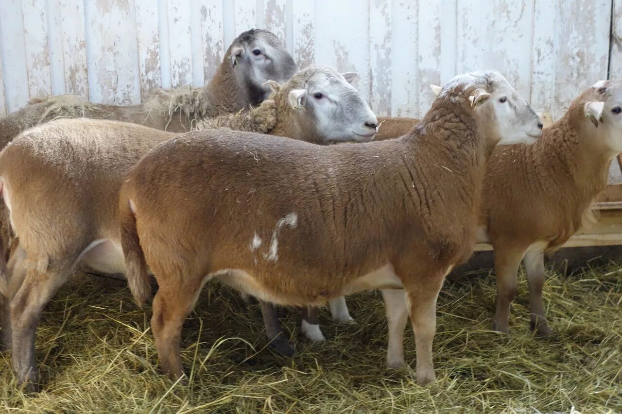 Авито породы овец. Породы Баранов Катумские. Катумская порода овец. Рамбулье порода овец. Катадин порода овец.