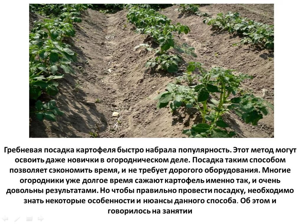 Гребневая технология возделывания картофеля. Голландская методика выращивания картофеля. Гребневая посадка картофеля. Технология посадки картошки.