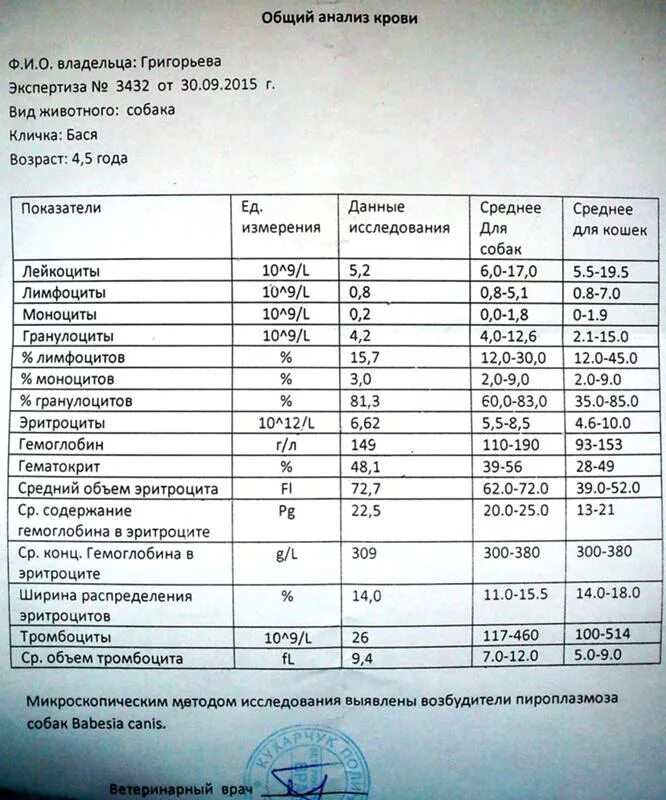 Что означает пса крови мужчин. Показатели биохимического анализа крови у собак. Биохимия крови собаки показатели. Исследования крови собаки физико-химическое исследование. Клинический анализ крови собаки.