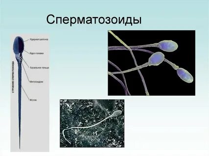 Спермии образуются