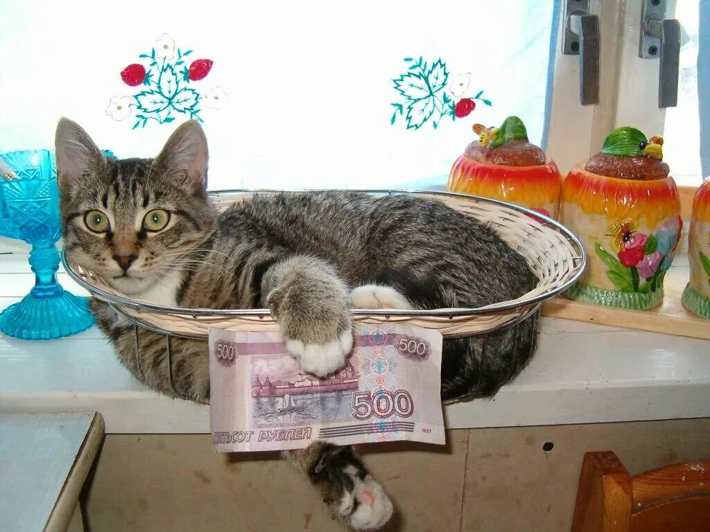 Кот постоянно прячется в темное место. Кот на торпеде мем. Много кошек. Коты с деньгами картинки. Кот топчется на месте.