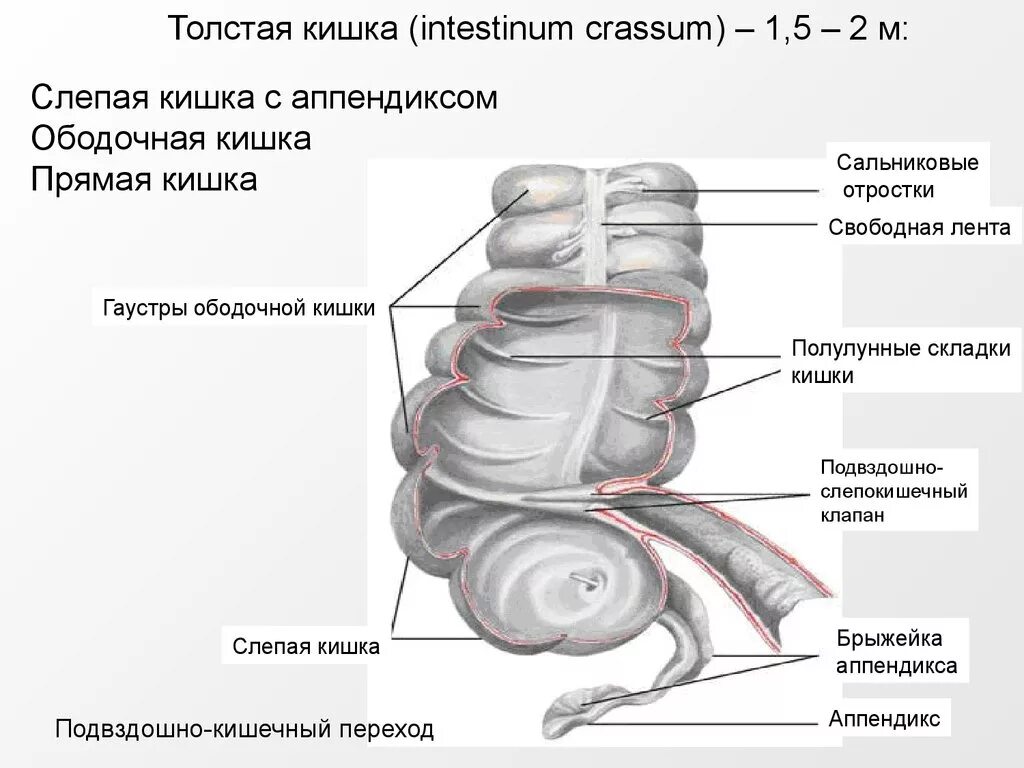 Слепая кишка рисунок. Строение складок толстой кишки. Тонкий кишечник анатомия складки. Сальникове отростки толстой кишки.