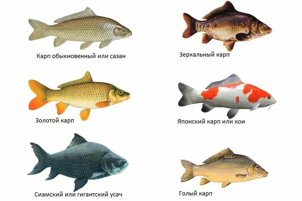 Карп костлявая рыба или нет. Карповые рыбы. Виды пресноводных рыб. Семейство карповых сазан. Сазан виды рыбы