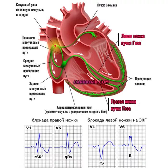 Где возникает импульс в сердце. Автоматия сердца. Предсердно желудочковый узел в сердце. Импульс сердца. Механизм автоматии сердца физиология кратко.