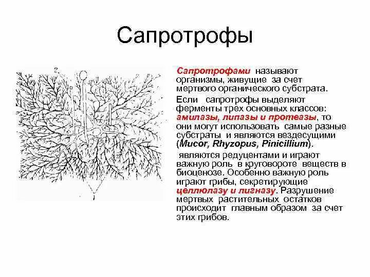 Организмы сапротрофы. Сапротрофы примеры. Грибы сапротрофы. Сапротрофы представители. Грибы сапротрофы это