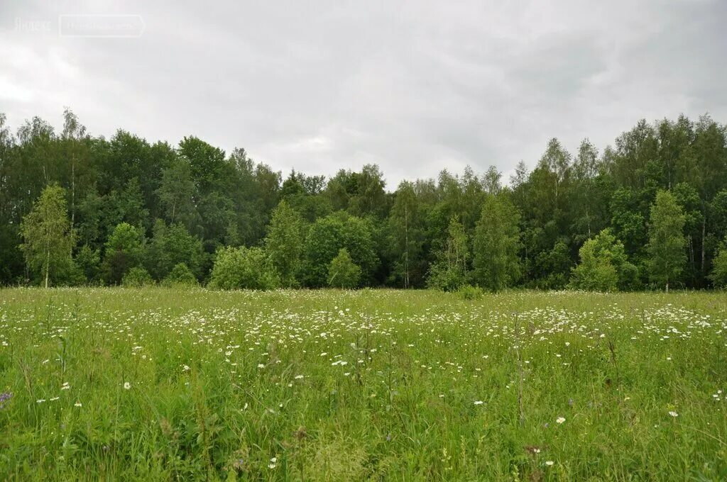 Вороновское вороново. Вороновское вороново. Щитова вороновское поселение. Вороново лес. Поселок лмс вороново.