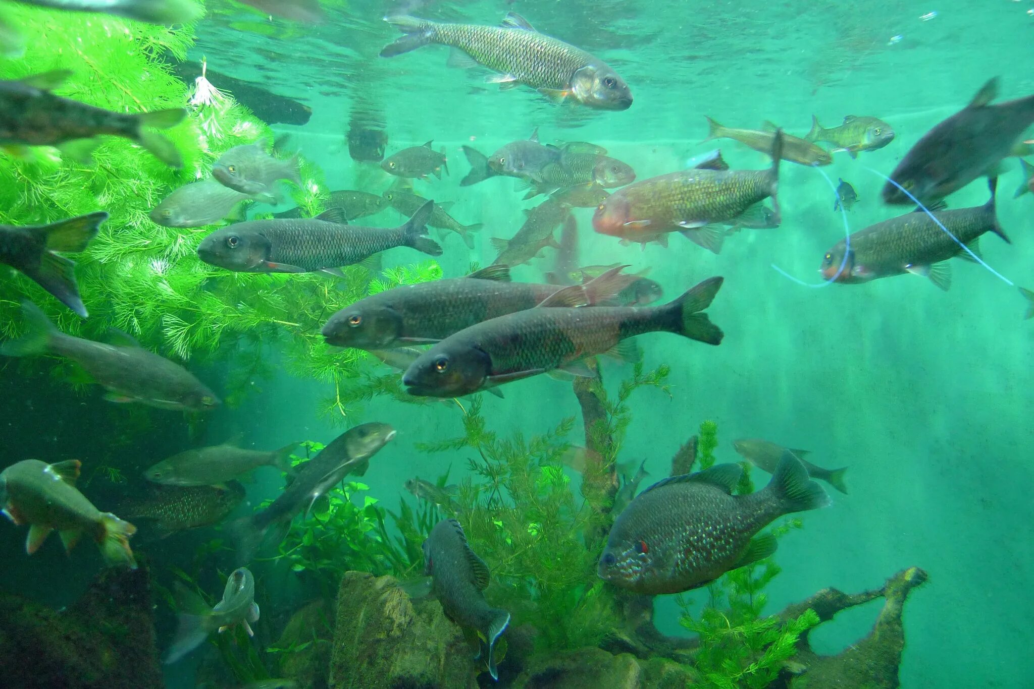 Какие рыбы плавают. Ихтиофауна Ладожского озера. Рыбы Ладожского озера. Рыбки в озере. Рыбы под водой.