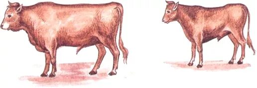 Красная степная. Джерсейская порода бычков. Бычок красный. Два бычка. Маленькие телята.