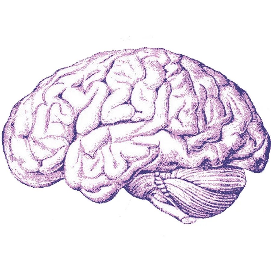 Ирритация коры головного мозга. Мозг рисунок. Мозг нарисованный.