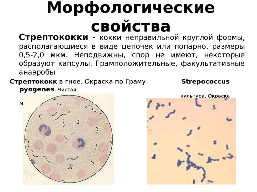 Определение свойств бактерий. Морфологические свойства. Морфологические свойства микроорганизмов. Морфологические свойства бактерий. Морфологические свойства это микробиология.