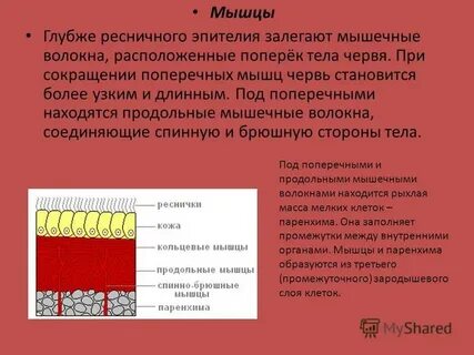 Промежутки заполнены паренхимой