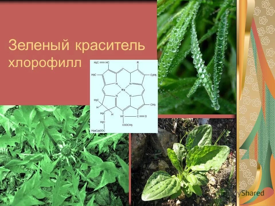 Небольшие округлые тельца содержащие зеленый пигмент хлорофилл. Небольшие округлые тельца содержащие зеленый пигмент хлорофилл. Пигменты клеточного сока вакуолей. Небольшие округлые тельца содержащие зеленый пигмент хлорофилл. Пигмент хлорофилл.