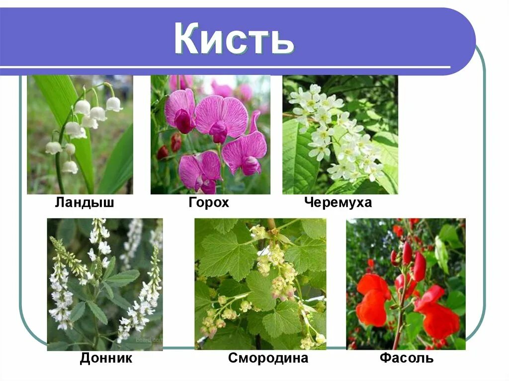 Типы кисточек для рисования. Кисти для макияжа геворга. Кисть на белом фоне. Кисти художественные. Кисти натуральные для рисования.